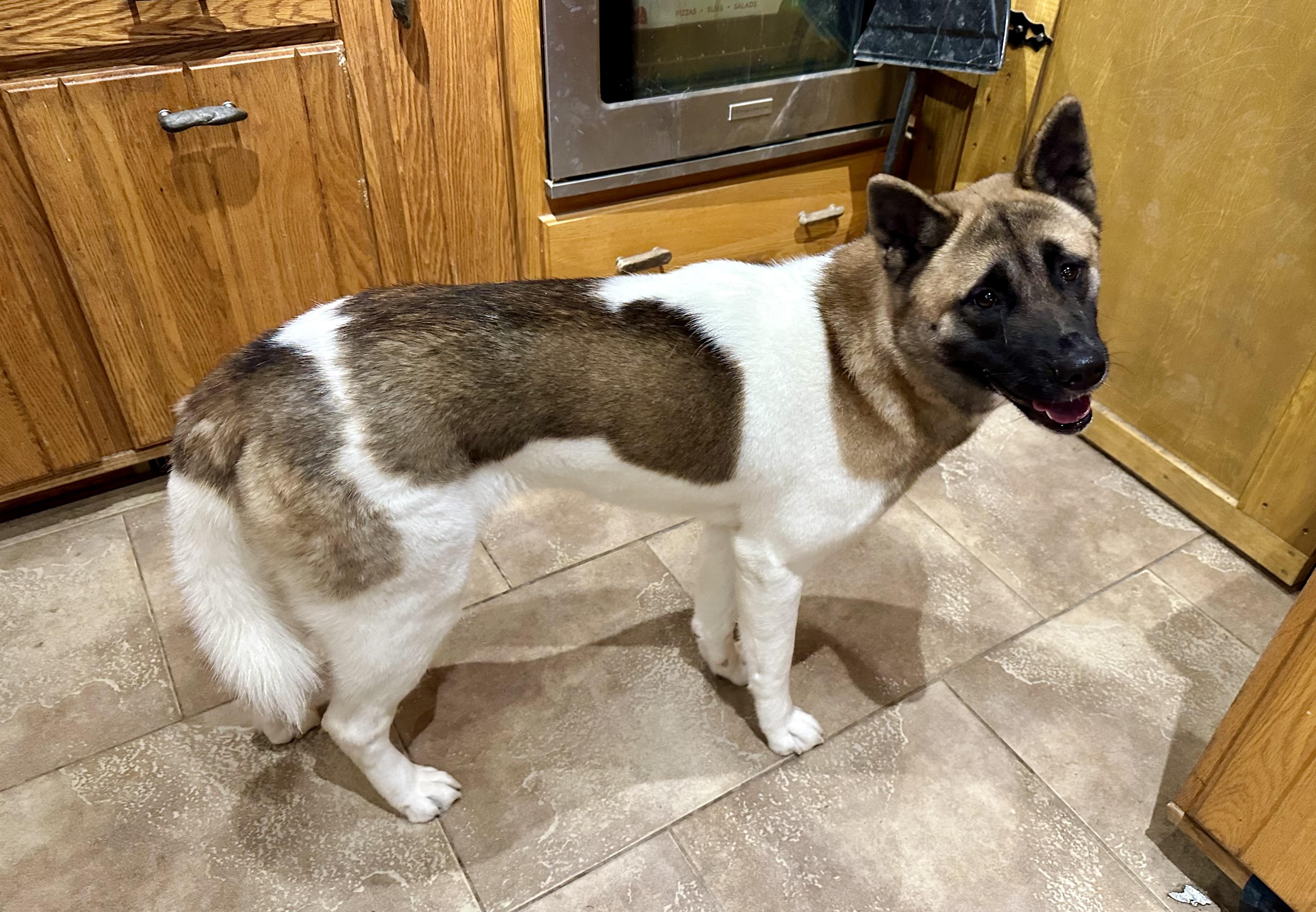 7 MONTH OLD GIRL!, ADOPTABLE, Puppy Female Akita.