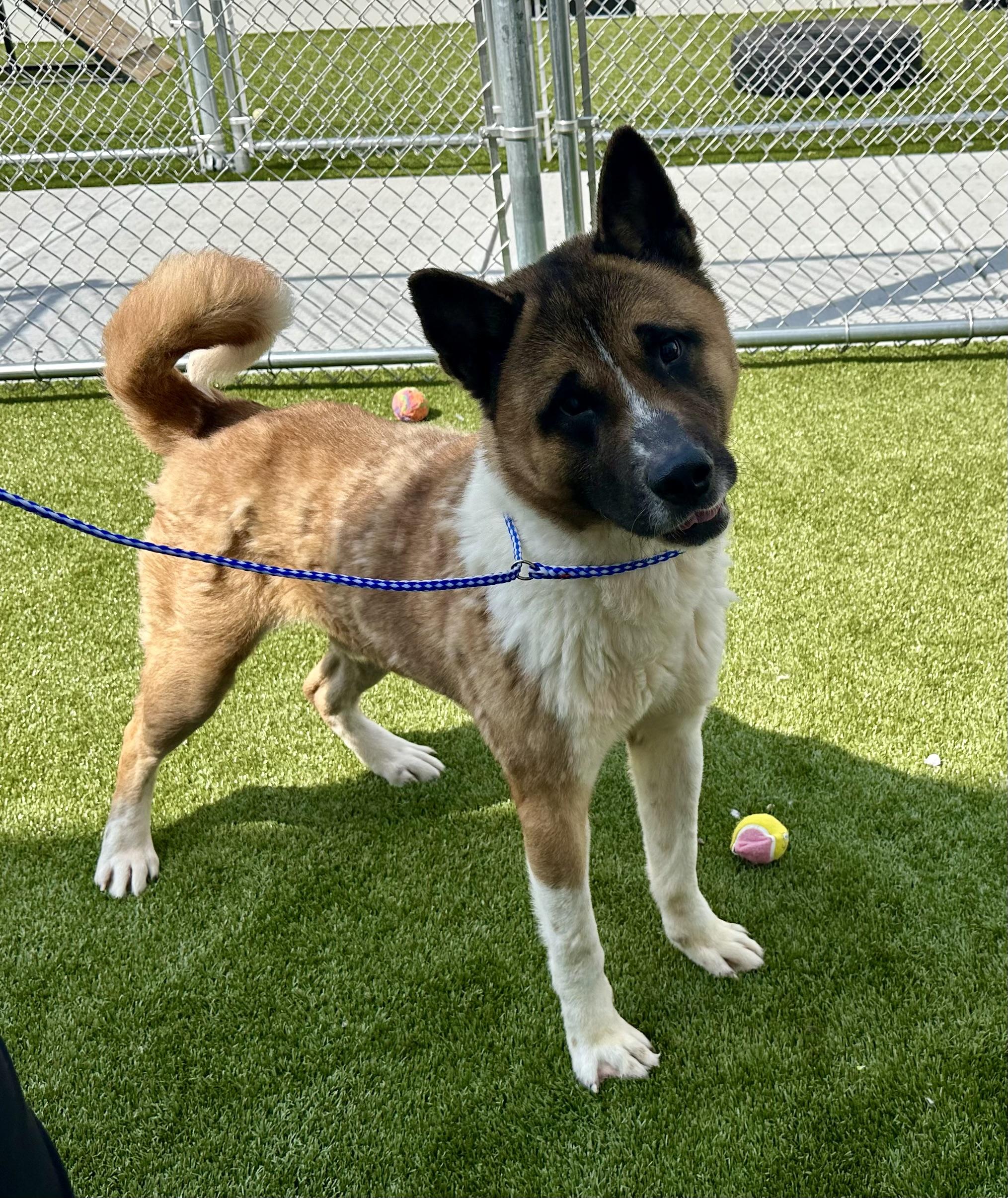 Enlarge BIGGEST DORK EVER!!!!, a ADOPTABLE Akita in Northwood, OH image 4/5