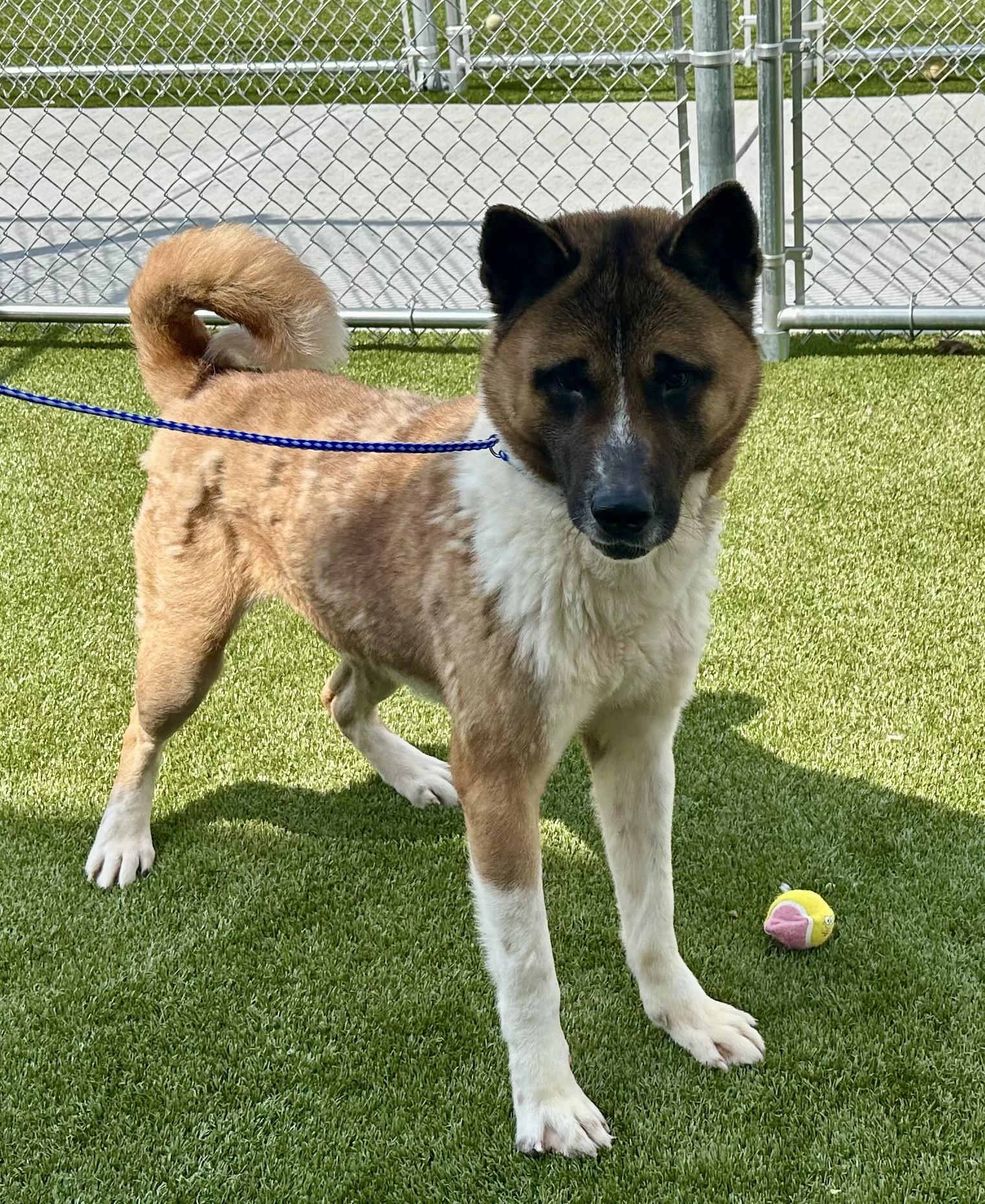 Enlarge BIGGEST DORK EVER!!!!, a ADOPTABLE Akita in Northwood, OH image 3/5