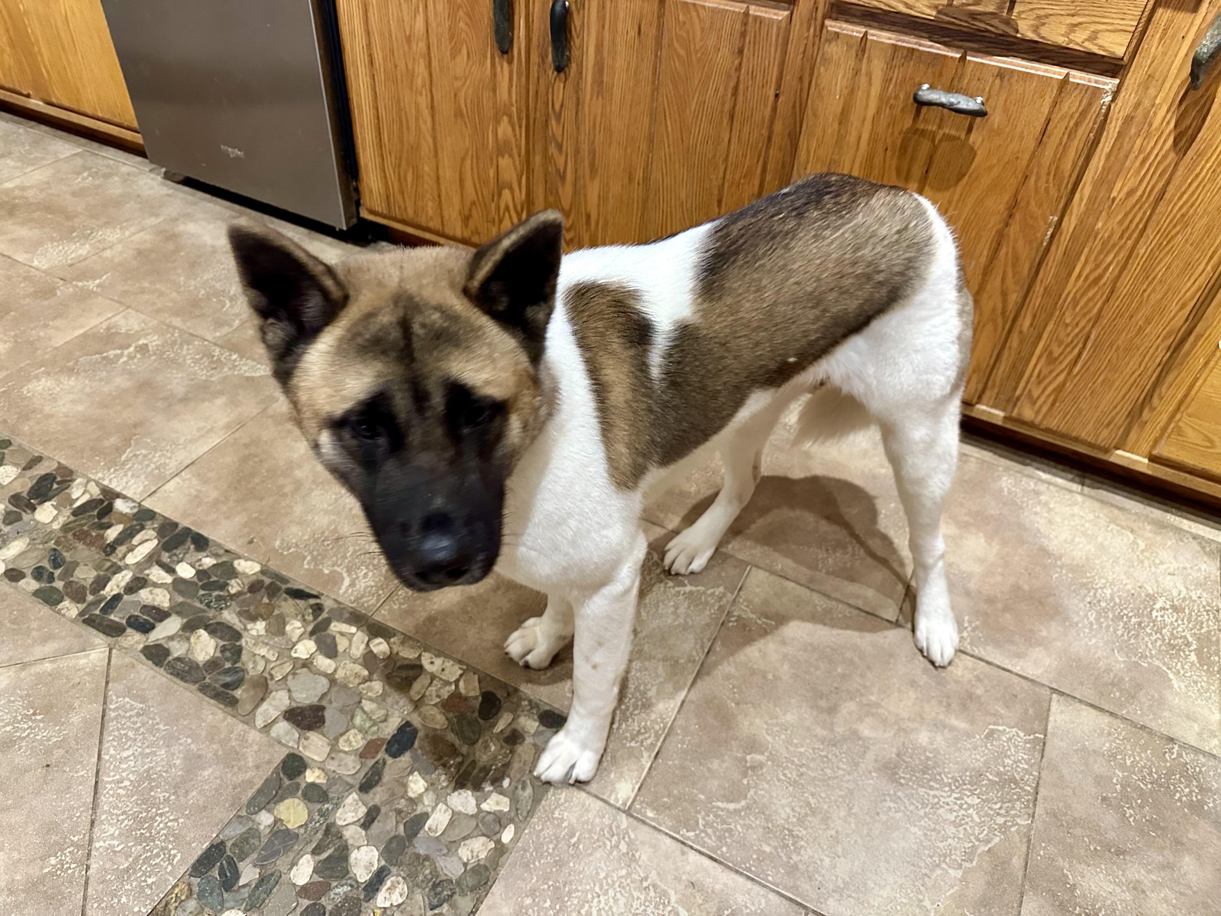 7 MONTH OLD GIRL!, a ADOPTABLE Akita in Northwood, OH image 3/3