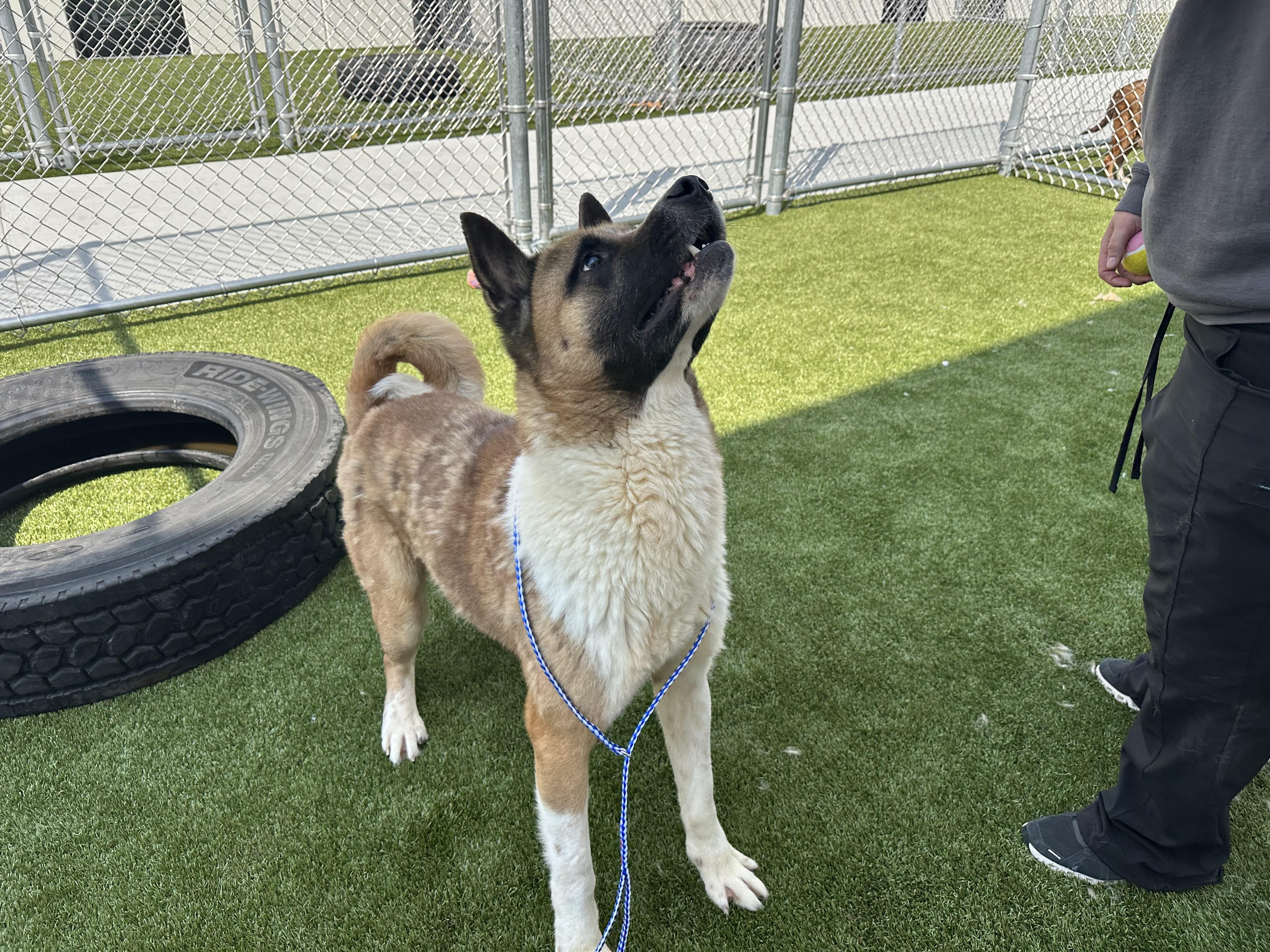 Enlarge BIGGEST DORK EVER!!!!, a ADOPTABLE Akita in Northwood, OH image 2/5