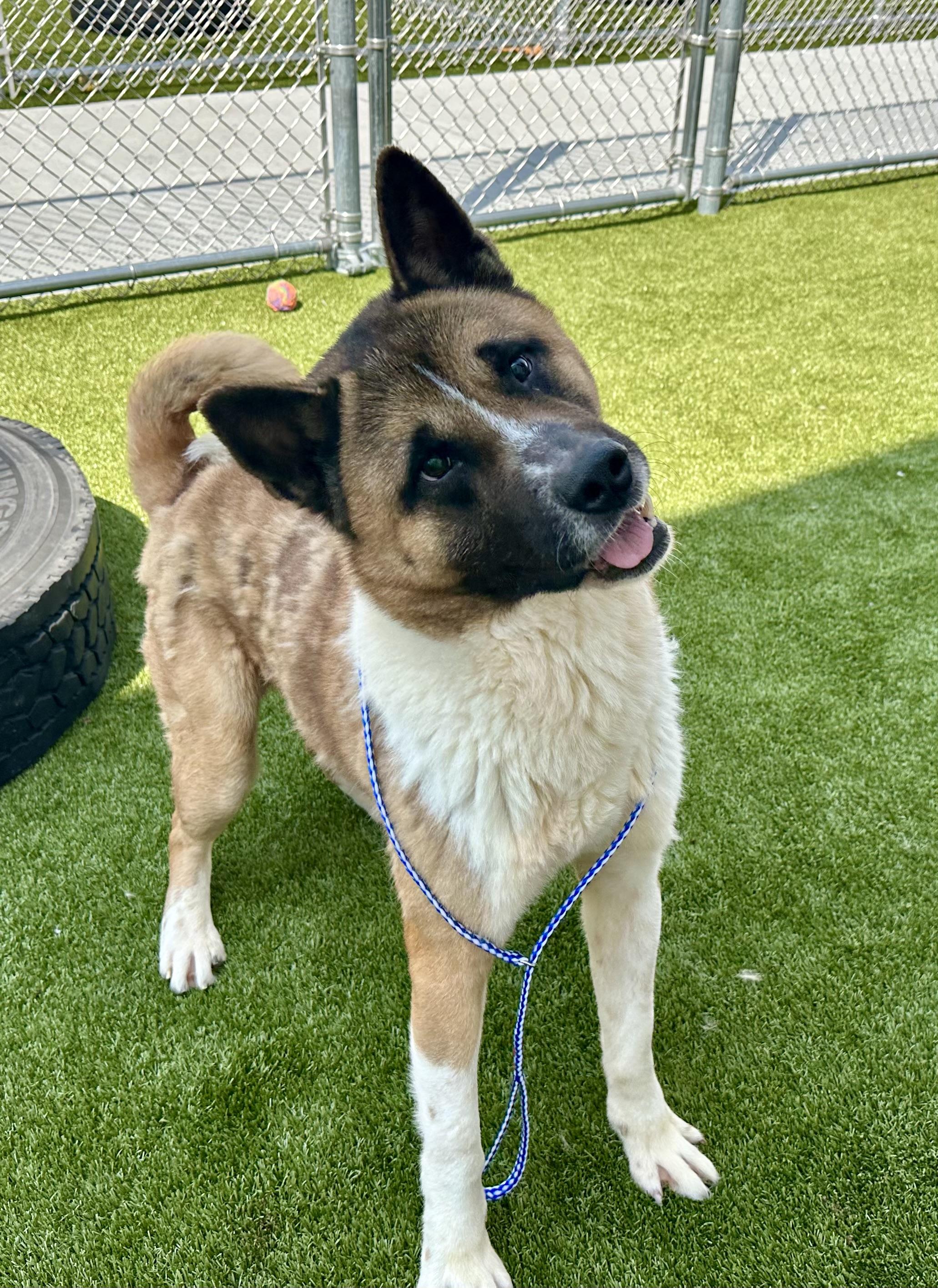 BIGGEST DORK EVER!!!!, ADOPTABLE, Adult Male Akita.