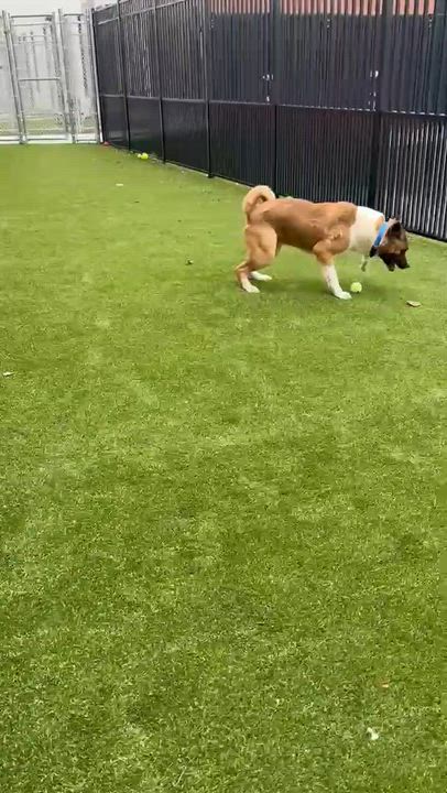 Enlarge BIGGEST DORK EVER!!!!, a ADOPTABLE Akita in Northwood, OH video 5/5