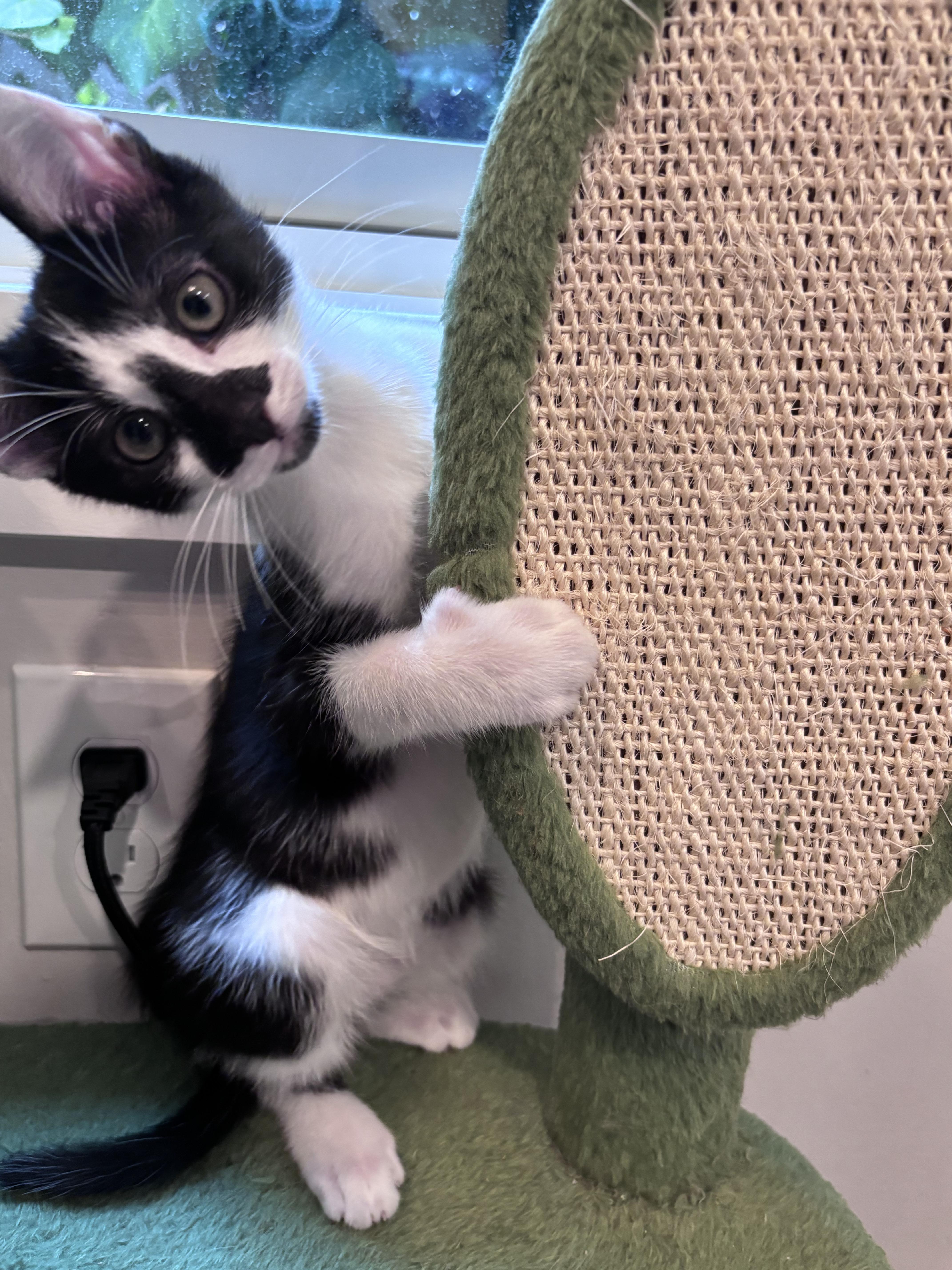 The Niners - Jerry, Adoptable, Kitten Male Domestic Short Hair.