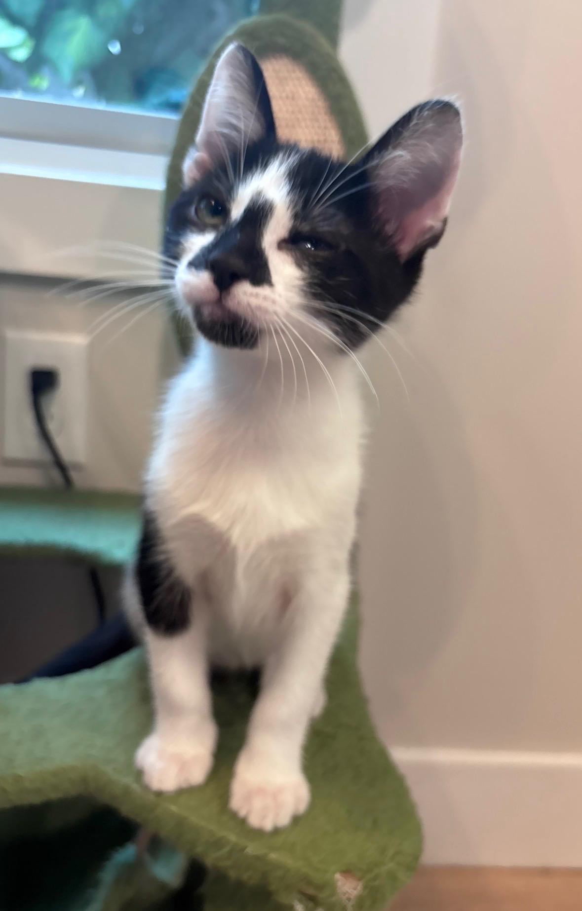 The Niners - Jerry, a Adoptable Domestic Short Hair in Leesburg, VA image 2/2