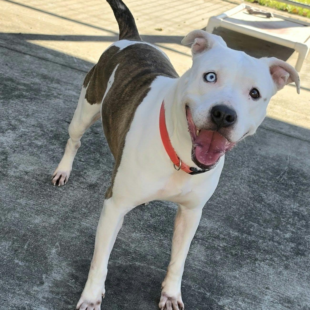Blue, Pretty Pup, Adoptable, Young Female Pit Bull Terrier.
