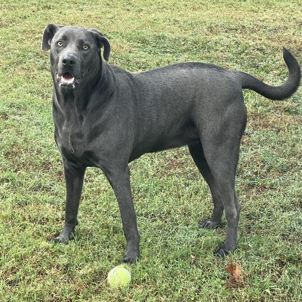 Enlarge Maggie, a Adoptable mixed breed in Brenham, TX image 3/6
