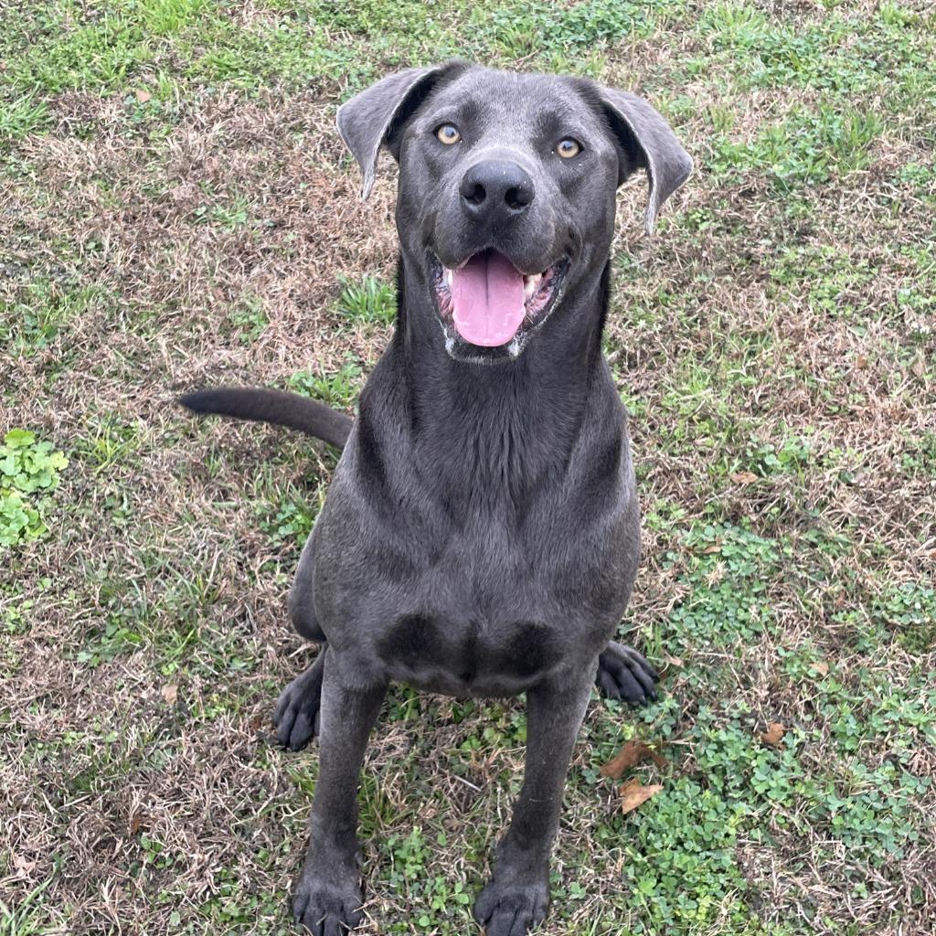 Enlarge Maggie, a Adoptable mixed breed in Brenham, TX image 4/6