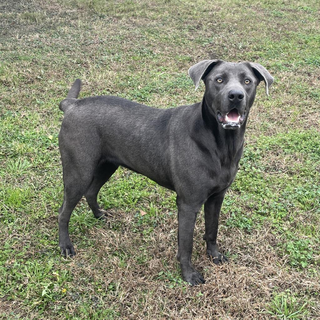 Enlarge Maggie, a Adoptable mixed breed in Brenham, TX image 5/6