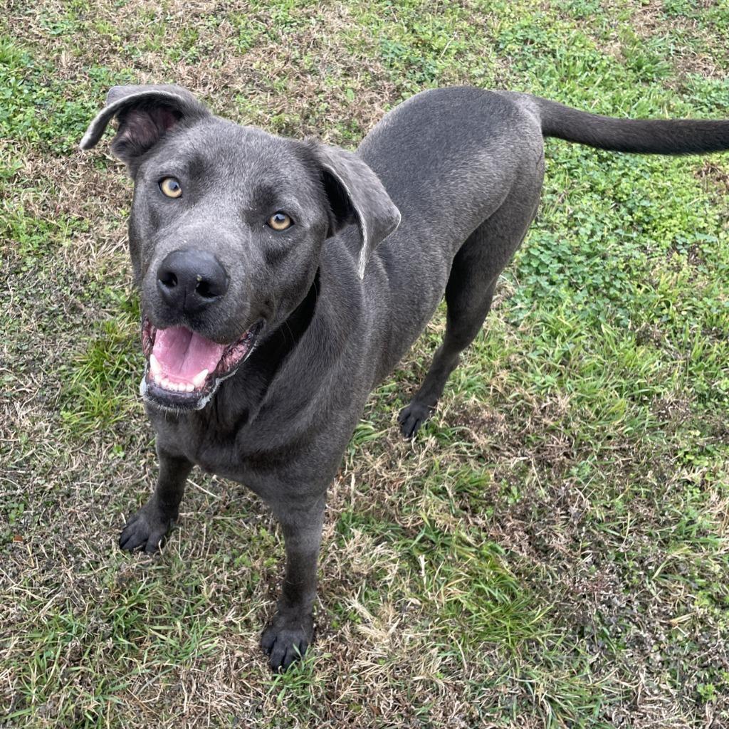 Enlarge Maggie, a Adoptable mixed breed in Brenham, TX image 6/6