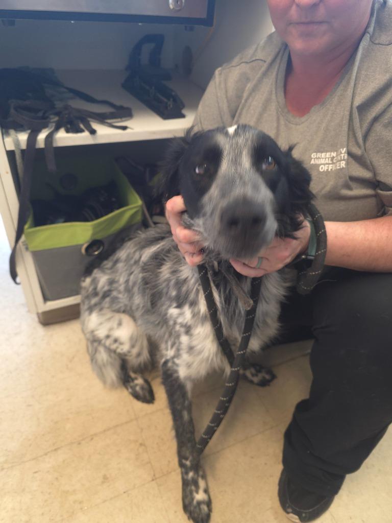 Oreo, Adoptable, Adult Male Australian Cattle Dog / Blue Heeler.