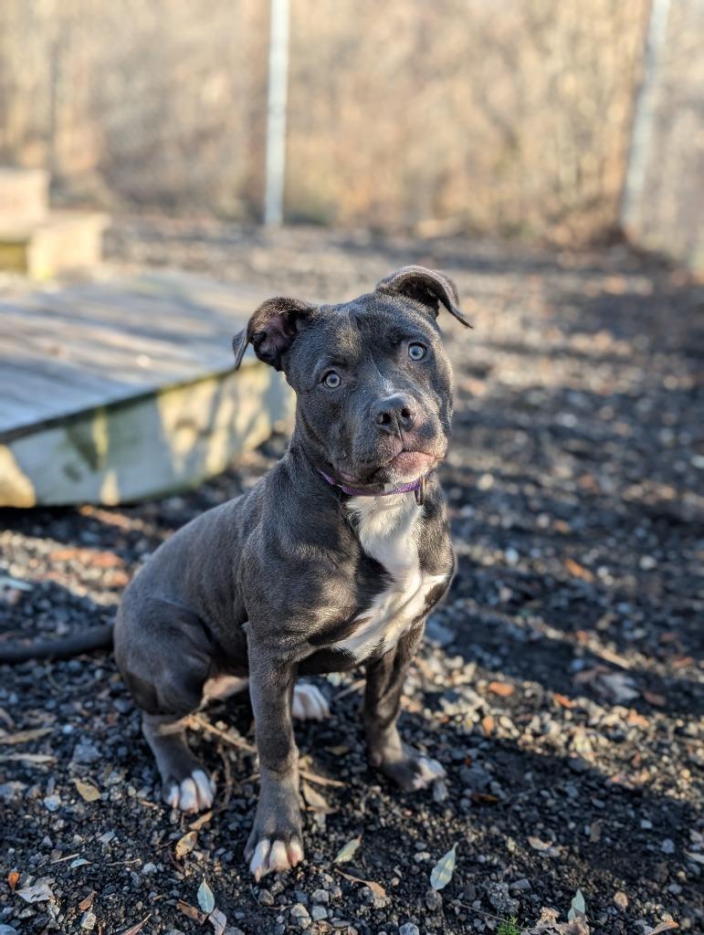 Rosie, a Adoptable Pit Bull Terrier in Fall River, MA image 1/6