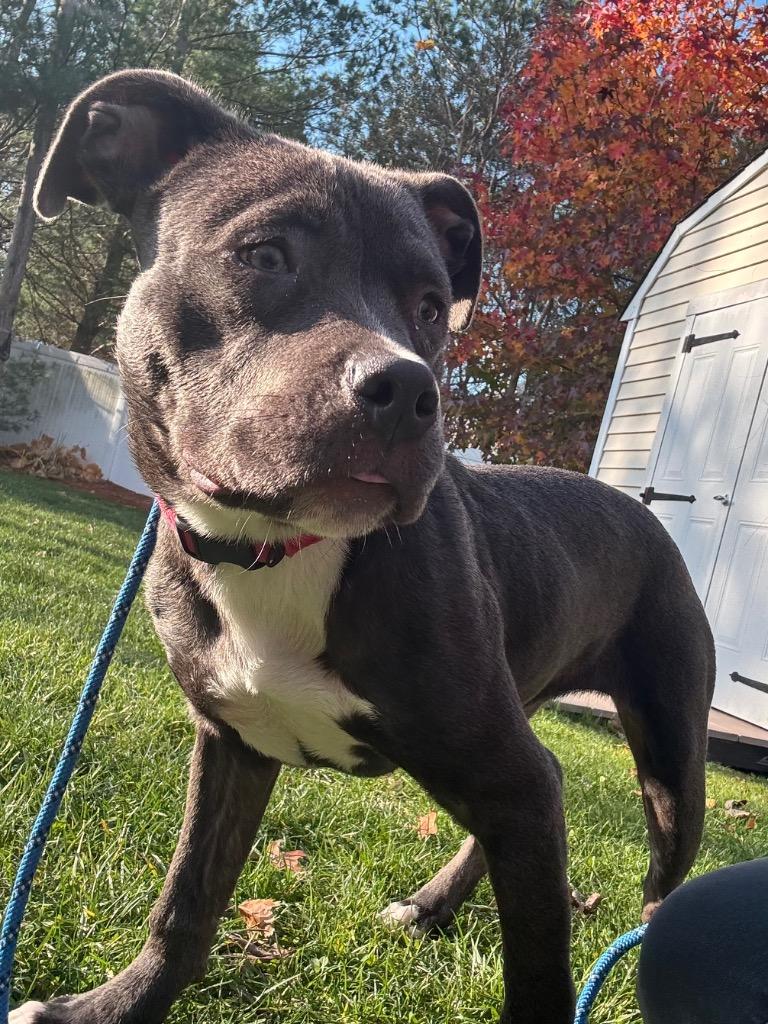 Rosie, a Adoptable Pit Bull Terrier in Fall River, MA image 2/6