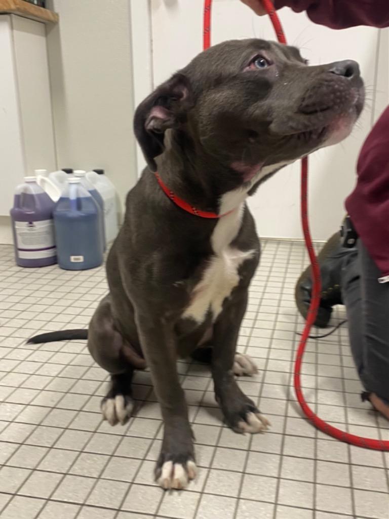 Rosie, a Adoptable Pit Bull Terrier in Fall River, MA image 3/6