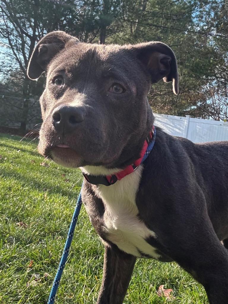 Rosie, a Adoptable Pit Bull Terrier in Fall River, MA image 4/6