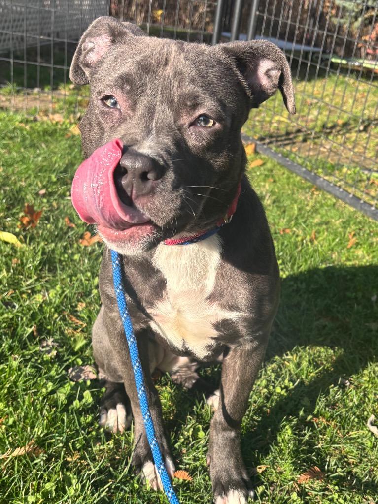 Rosie, a Adoptable Pit Bull Terrier in Fall River, MA image 5/6