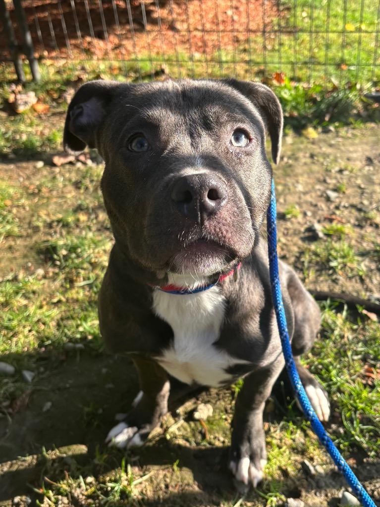 Rosie, a Adoptable Pit Bull Terrier in Fall River, MA image 6/6