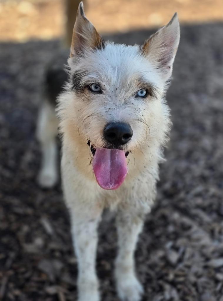 Enlarge Jinx / AC 26427, a Adoptable mixed breed in Greeneville, TN image 1/1