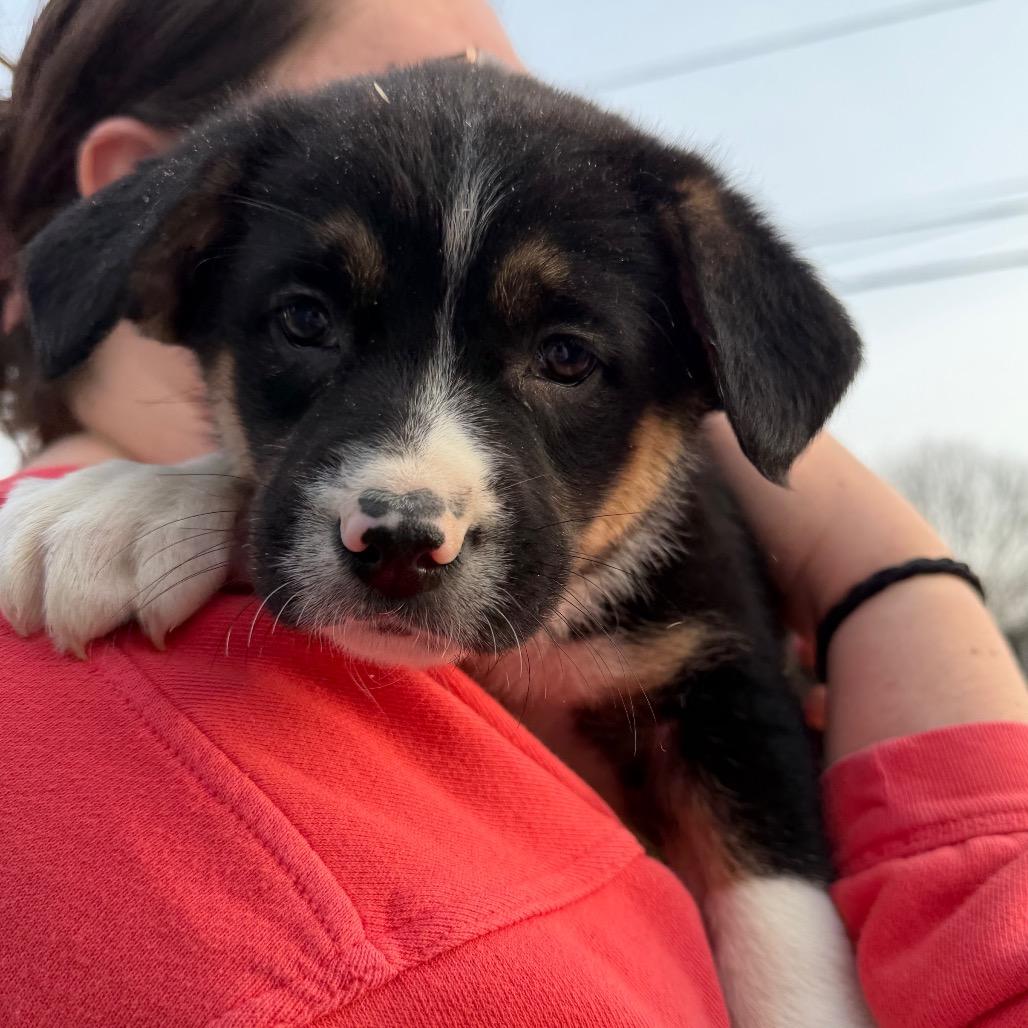 Enlarge Candy, a Adoptable Australian Shepherd in Richmond, VA image 3/6