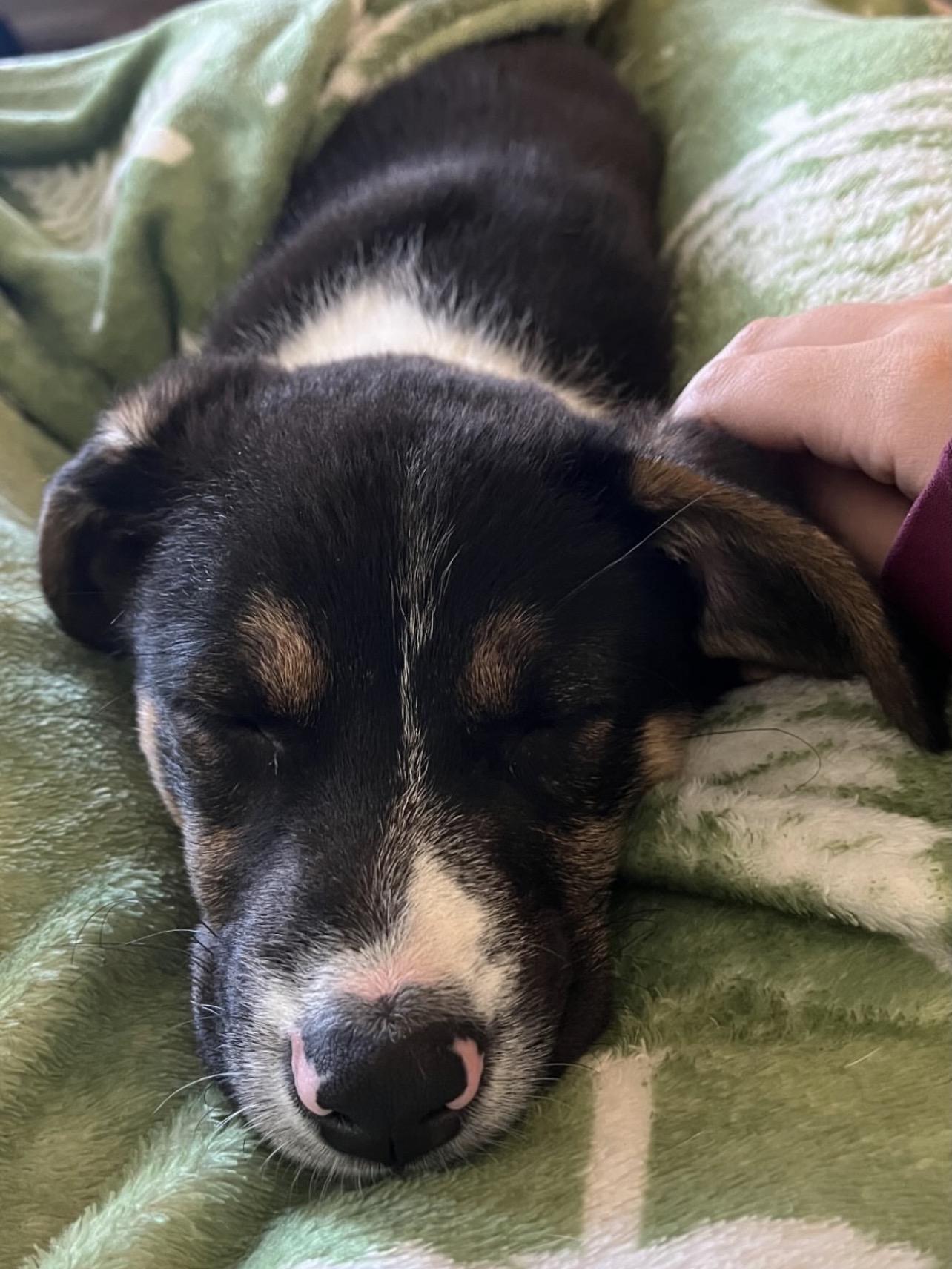 Enlarge Candy, a Adoptable Australian Shepherd in Richmond, VA image 6/6
