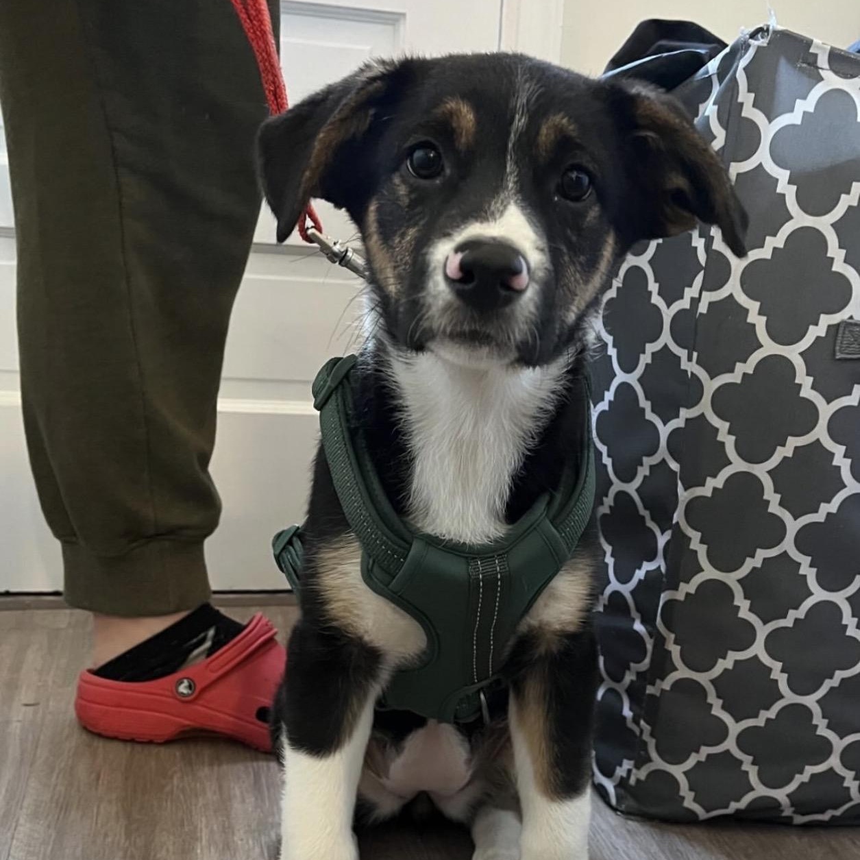 Candy, Adoptable, Puppy Female Australian Shepherd.