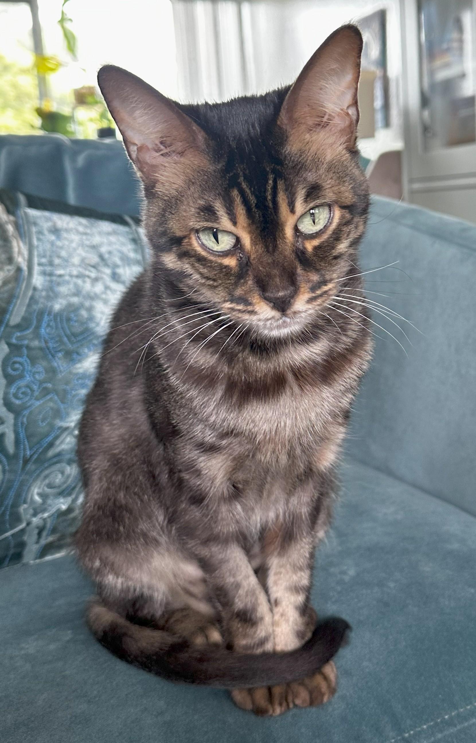 Rosa, a Adopted mixed breed in Monterey, CA image 1/3