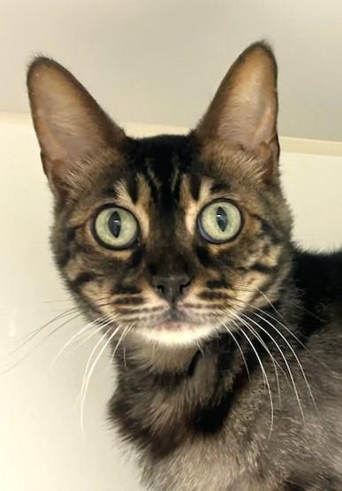 Rosa, Adult Female Bengal