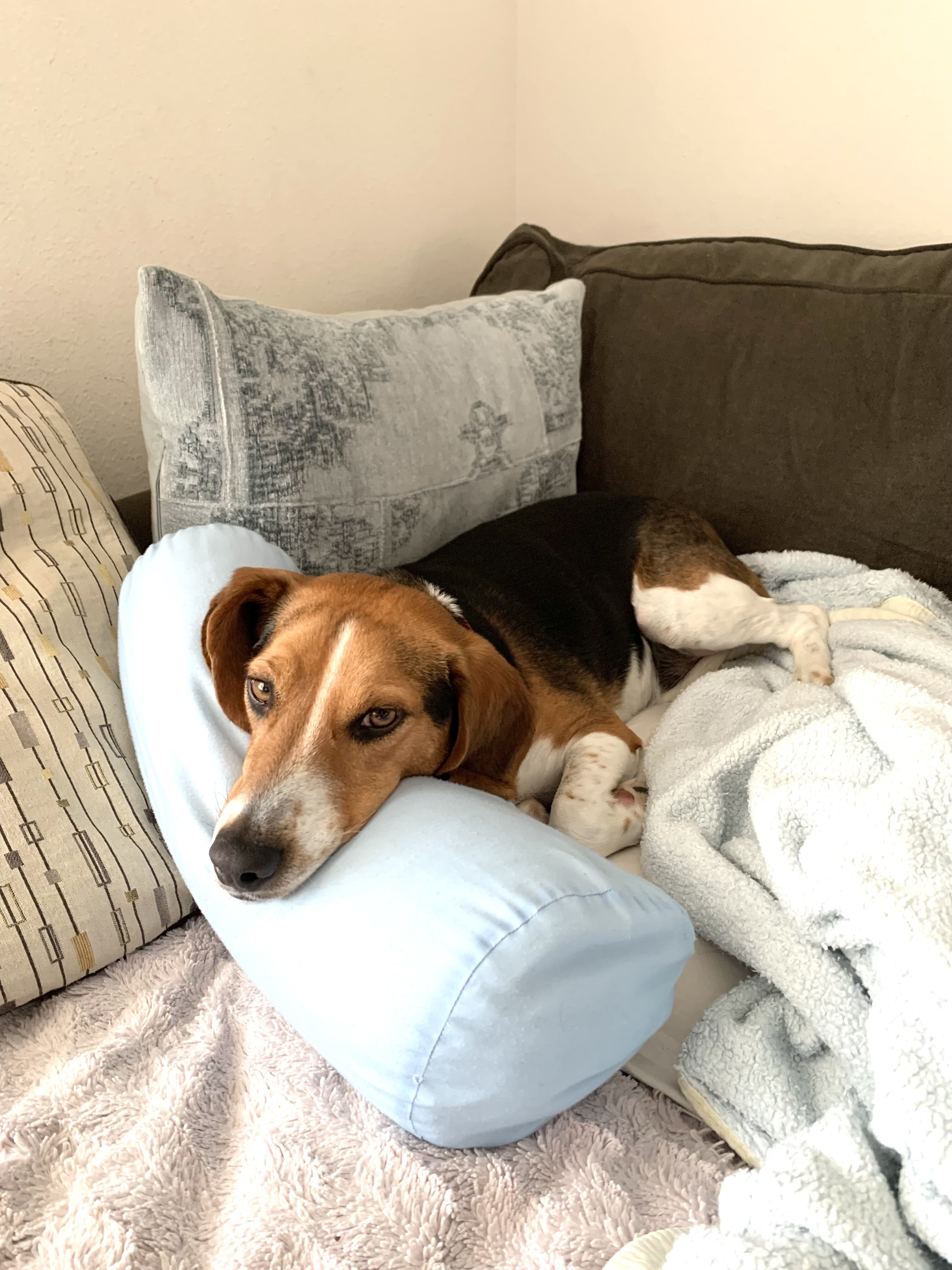 Charlie, Adopted, Adult Male Beagle.