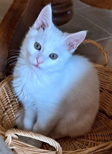 Enlarge Sam, a Adopted Domestic Short Hair in Lenhartsville, PA image 1/5