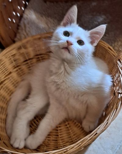 Enlarge Sam, a Adopted Domestic Short Hair in Lenhartsville, PA image 2/5