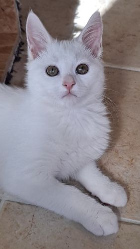 Enlarge Sam, a Adopted Domestic Short Hair in Lenhartsville, PA image 3/5