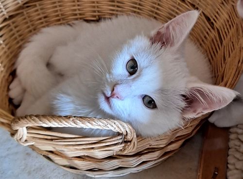 Enlarge Sam, a Adopted Domestic Short Hair in Lenhartsville, PA image 5/5