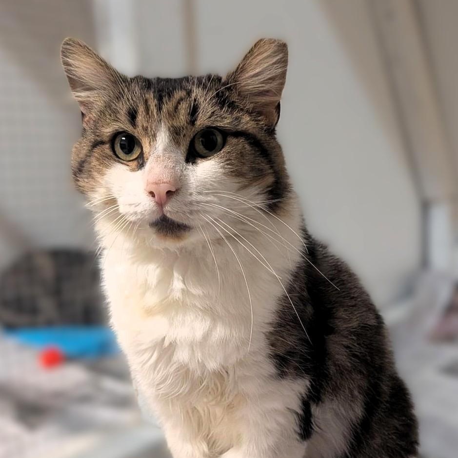 Enlarge Macoun, a Adoptable Tabby in Montclair, NJ image 2/2
