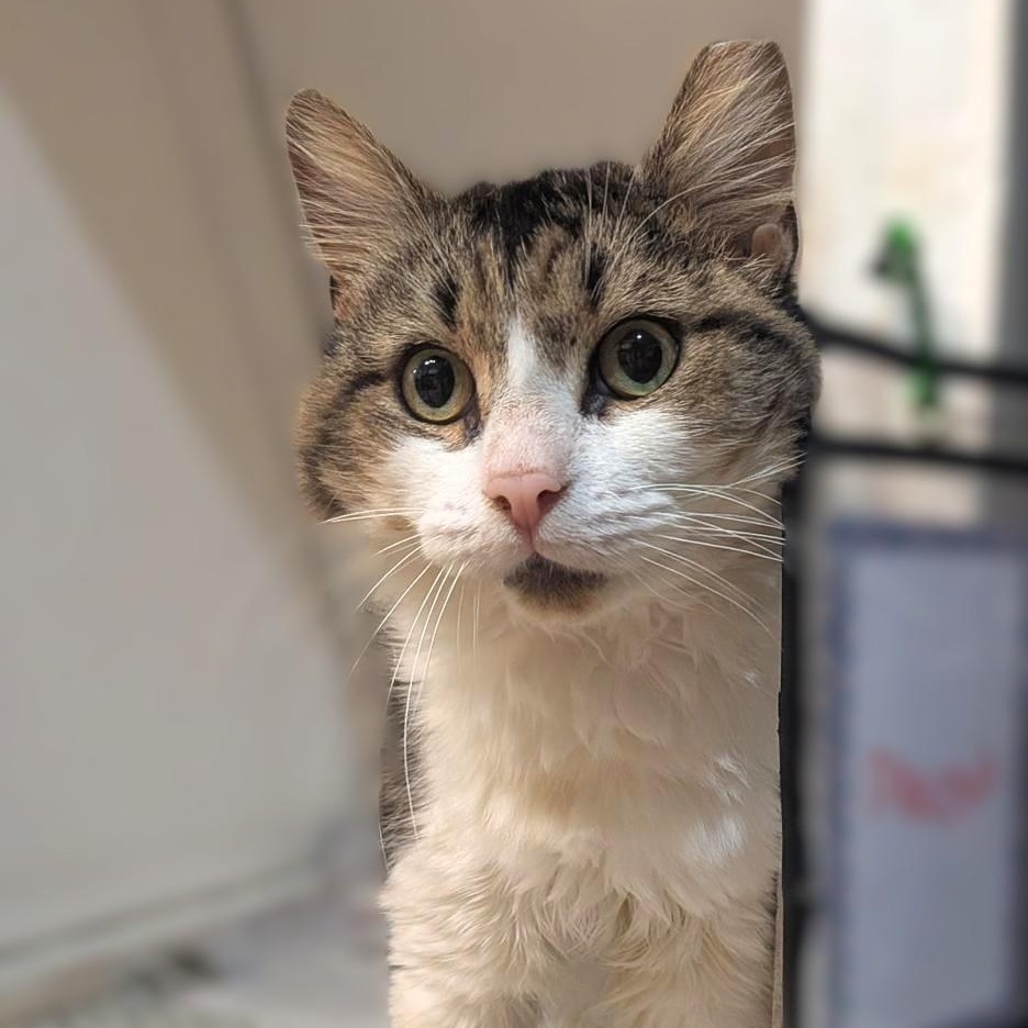 Enlarge Macoun, a Adoptable Tabby in Montclair, NJ image 1/2