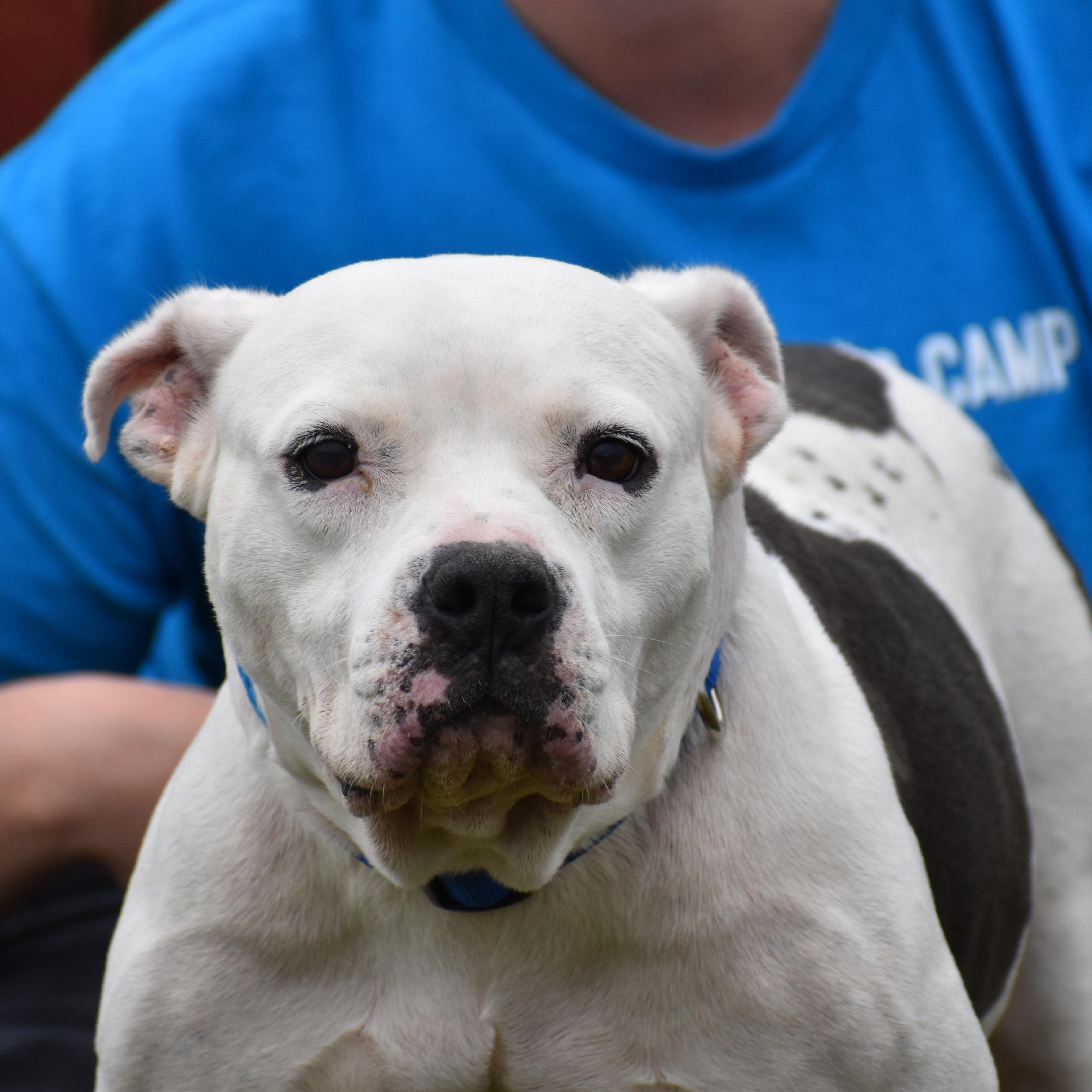 Enlarge Boom, a ADOPTABLE American Bulldog in Brooklyn, NY image 1/3