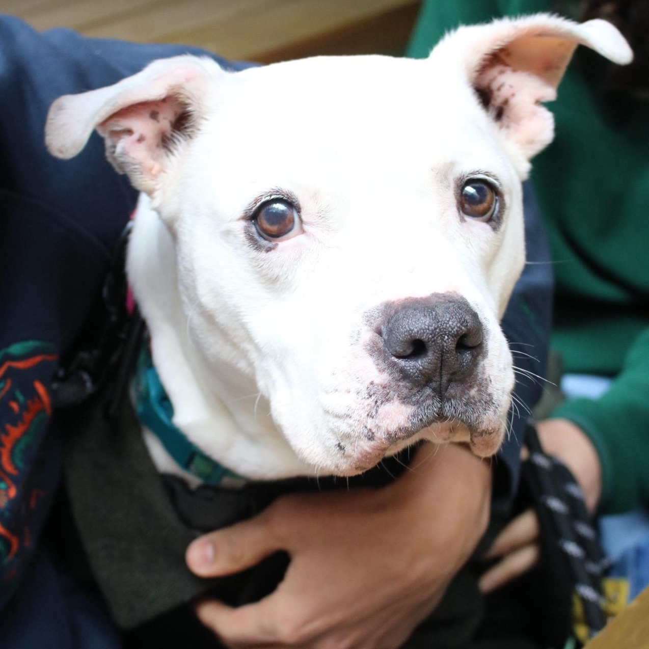 Boom, ADOPTABLE, Adult Female American Bulldog.