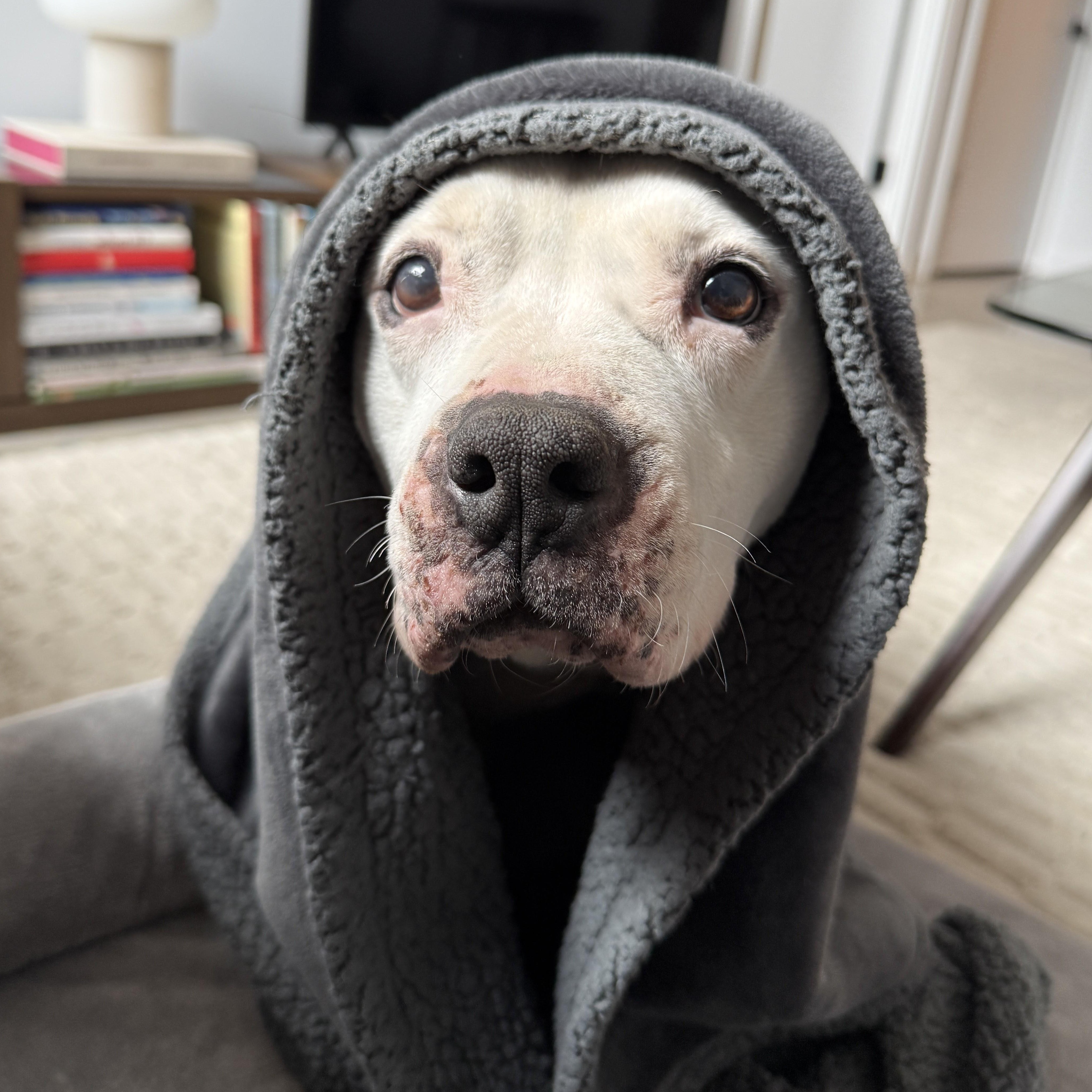 Enlarge Boom, a ADOPTABLE American Bulldog in Brooklyn, NY image 3/6