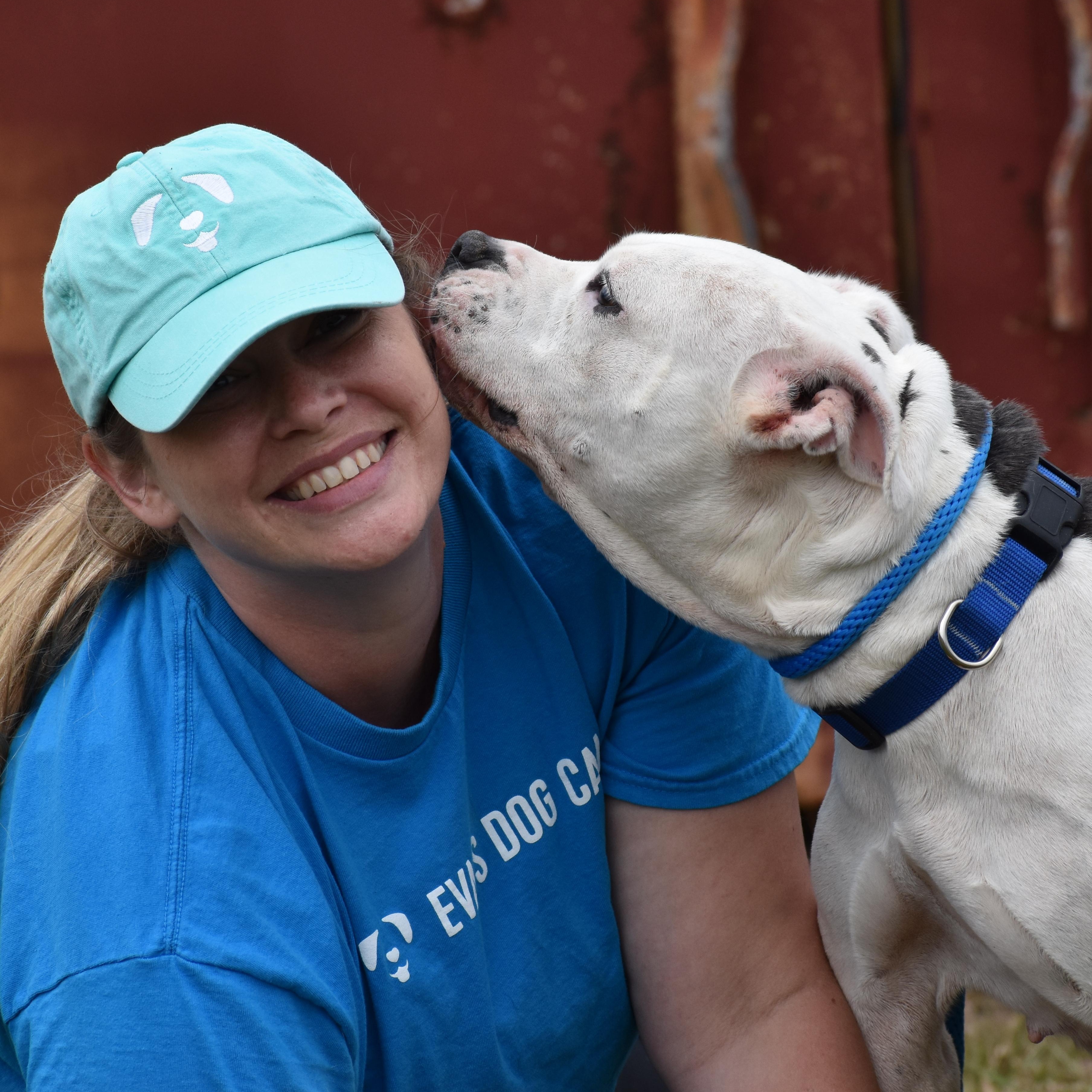 Enlarge Boom, a ADOPTABLE American Bulldog in Brooklyn, NY image 3/3