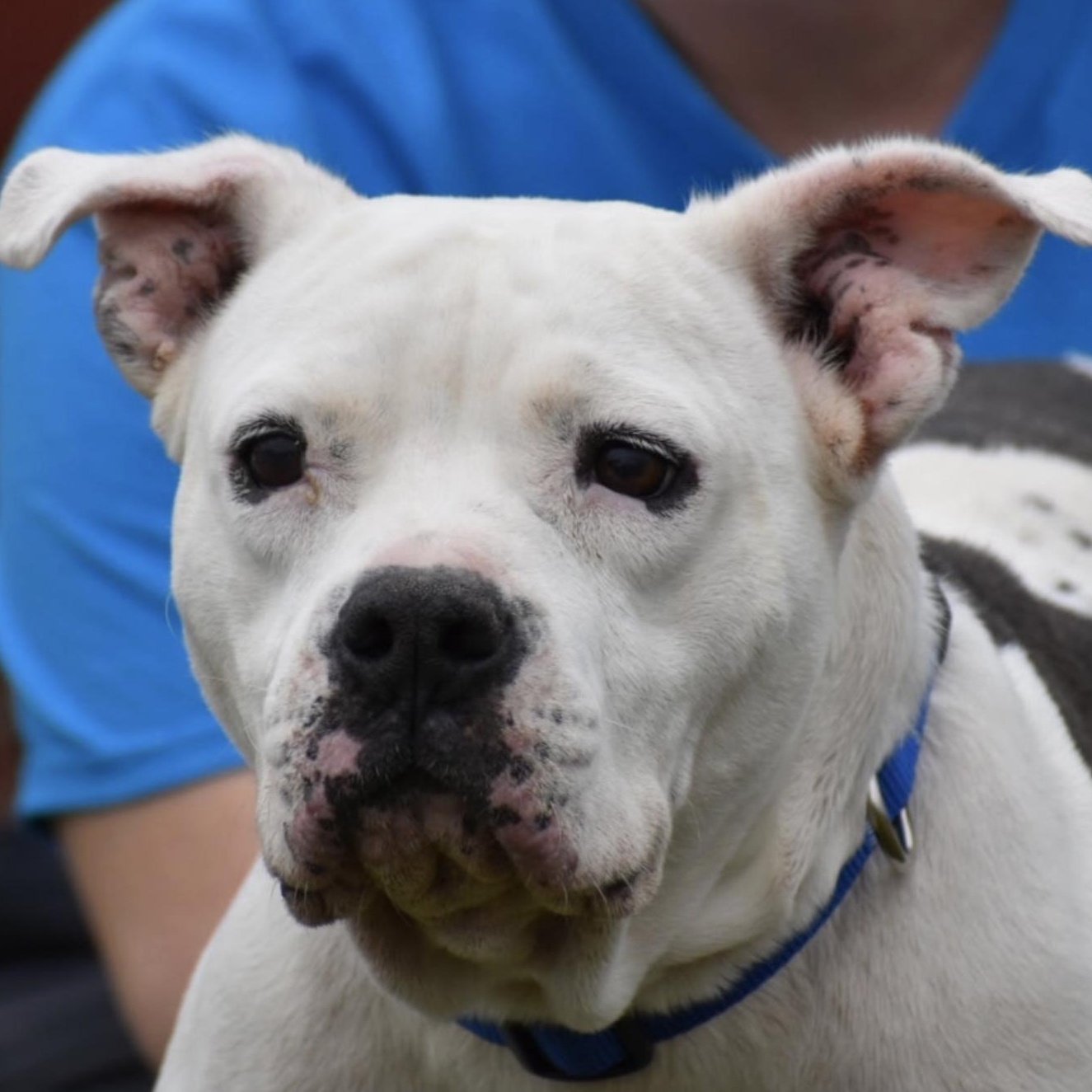 Enlarge Boom, a ADOPTABLE American Bulldog in Brooklyn, NY image 2/3