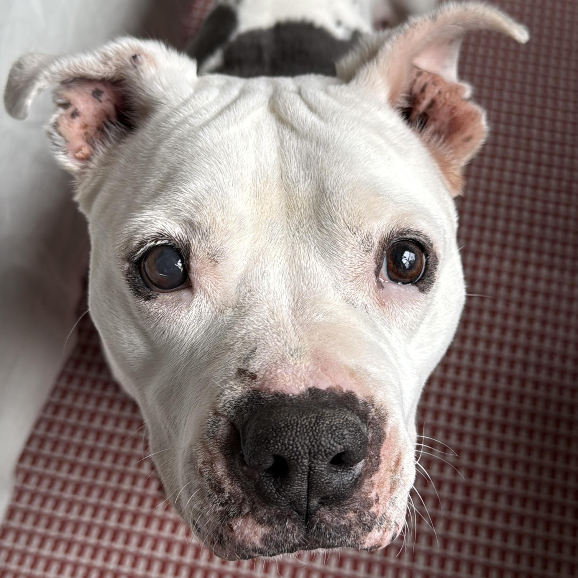 Enlarge Boom, a ADOPTABLE American Bulldog in Brooklyn, NY image 2/6