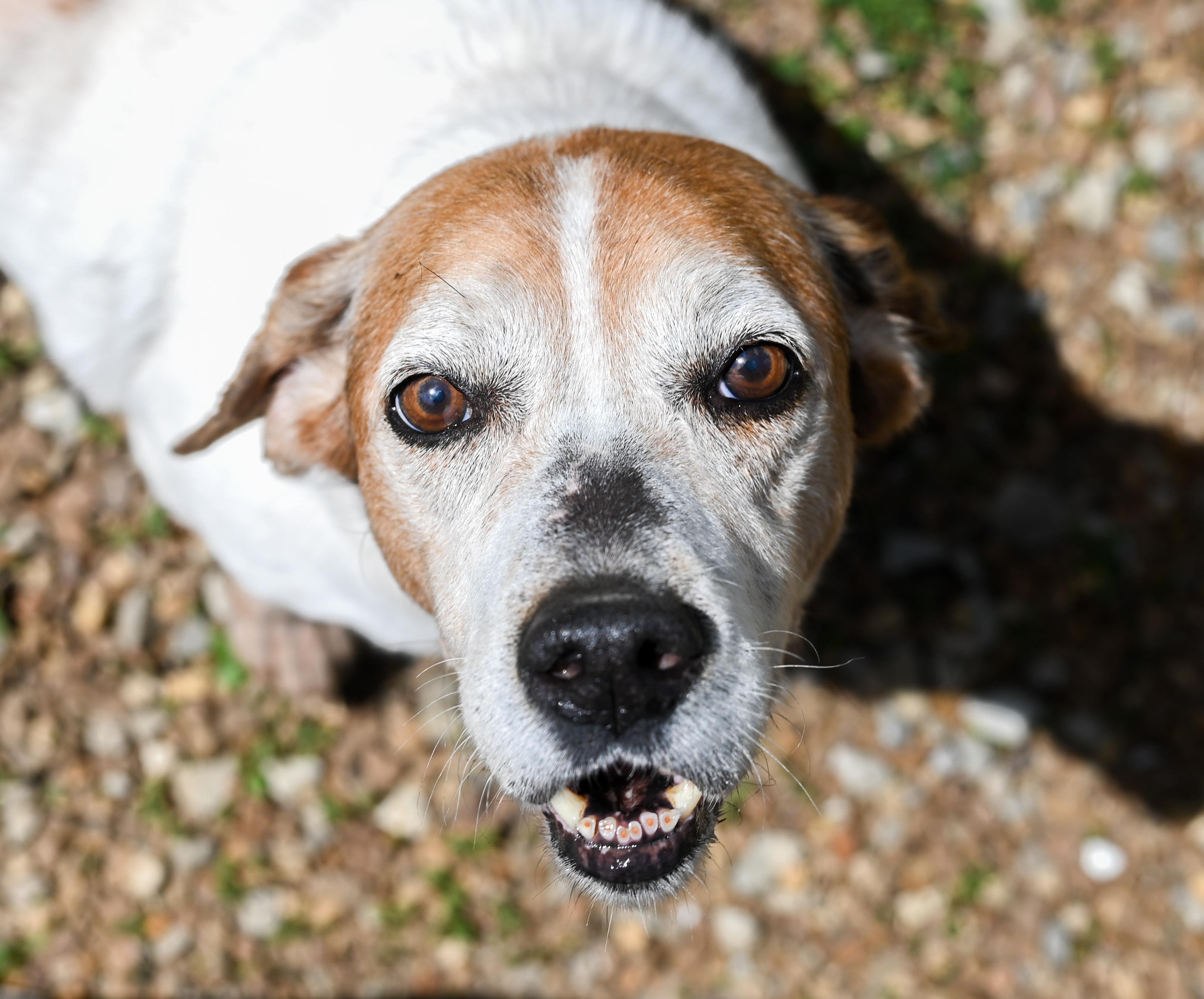 Enlarge Sam Elliott, a ADOPTABLE mixed breed in Chattanooga, TN image 6/6