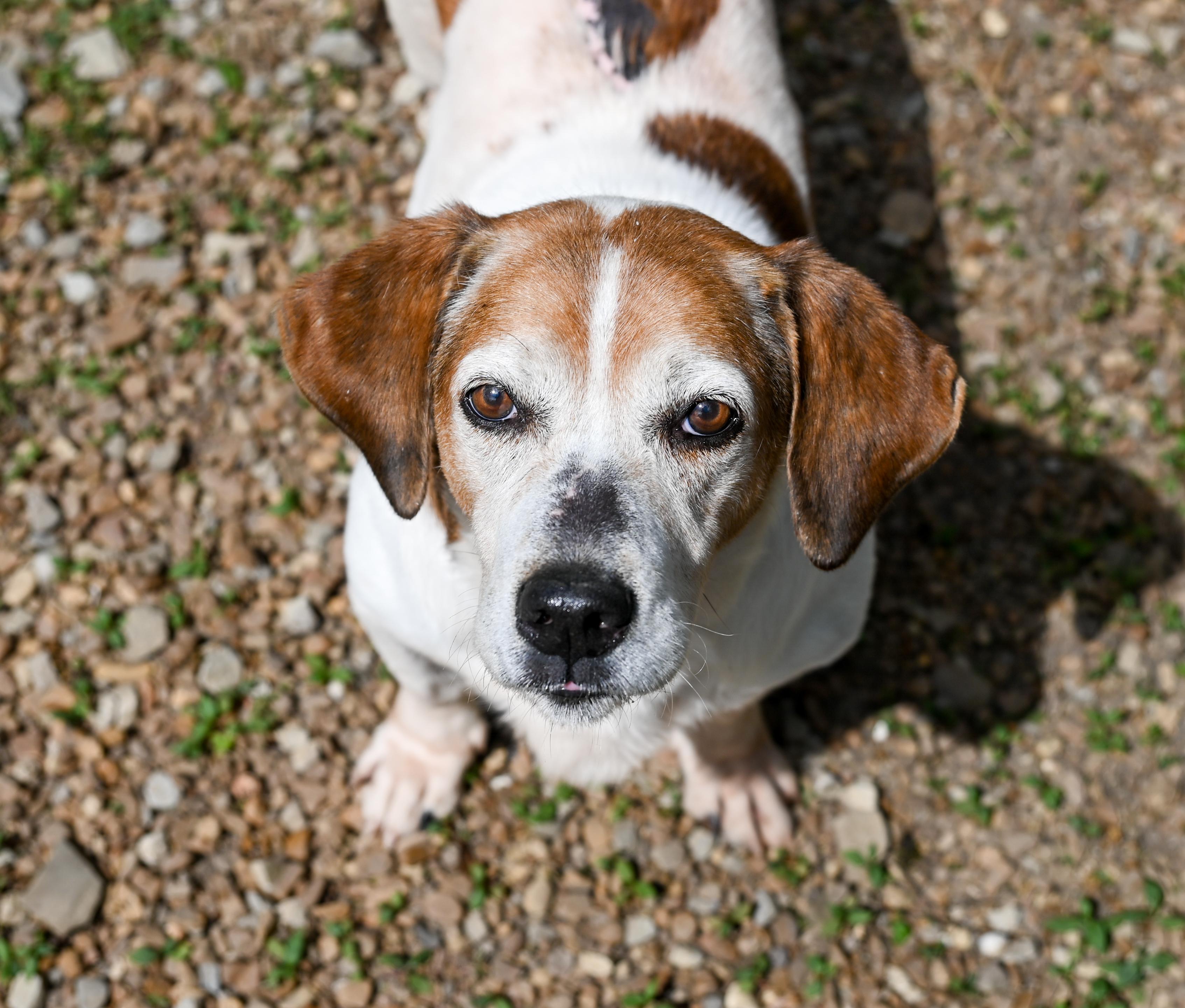 Enlarge Sam Elliott, a ADOPTABLE mixed breed in Chattanooga, TN image 5/6