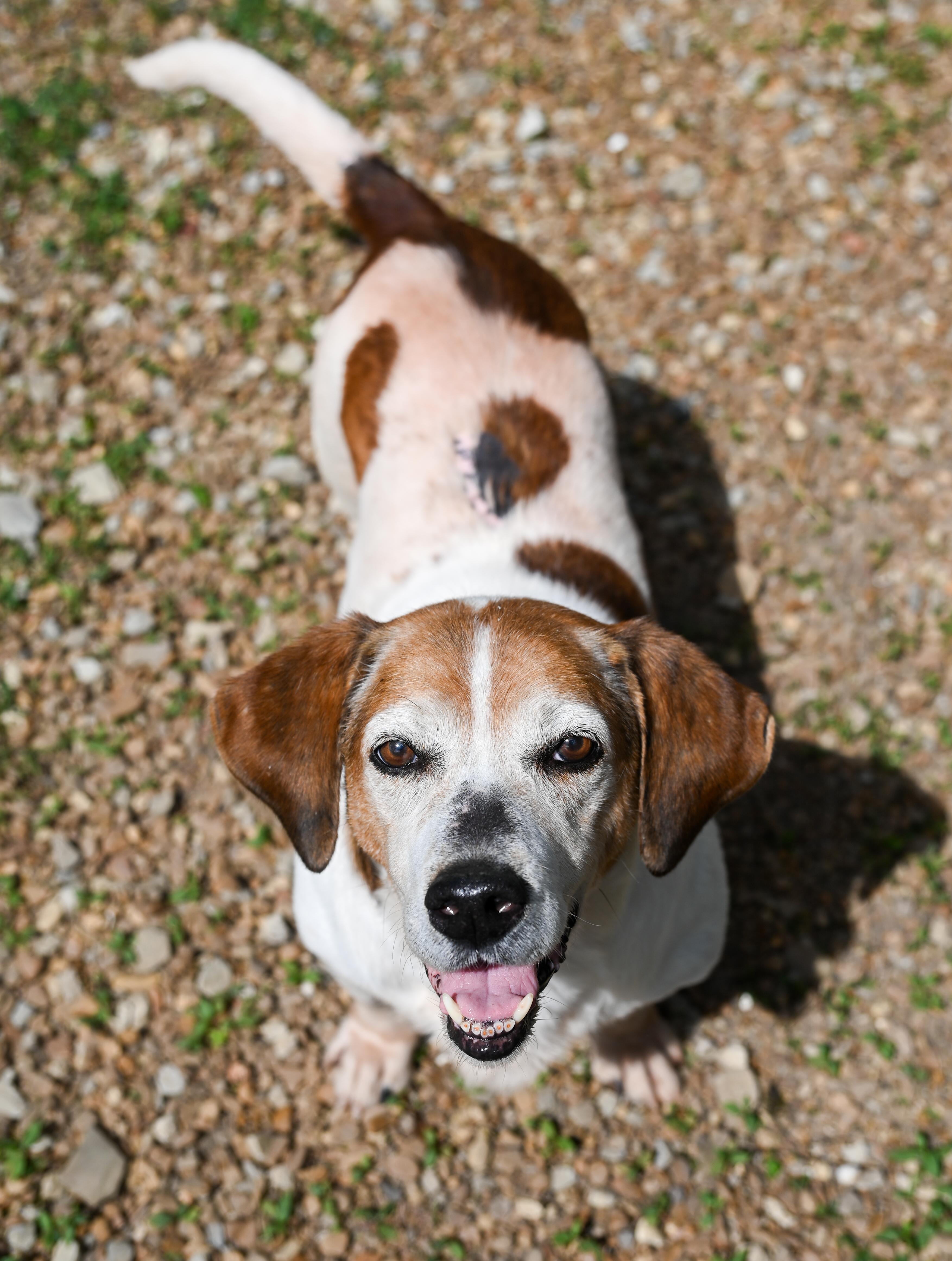 Enlarge Sam Elliott, a ADOPTABLE mixed breed in Chattanooga, TN image 1/6