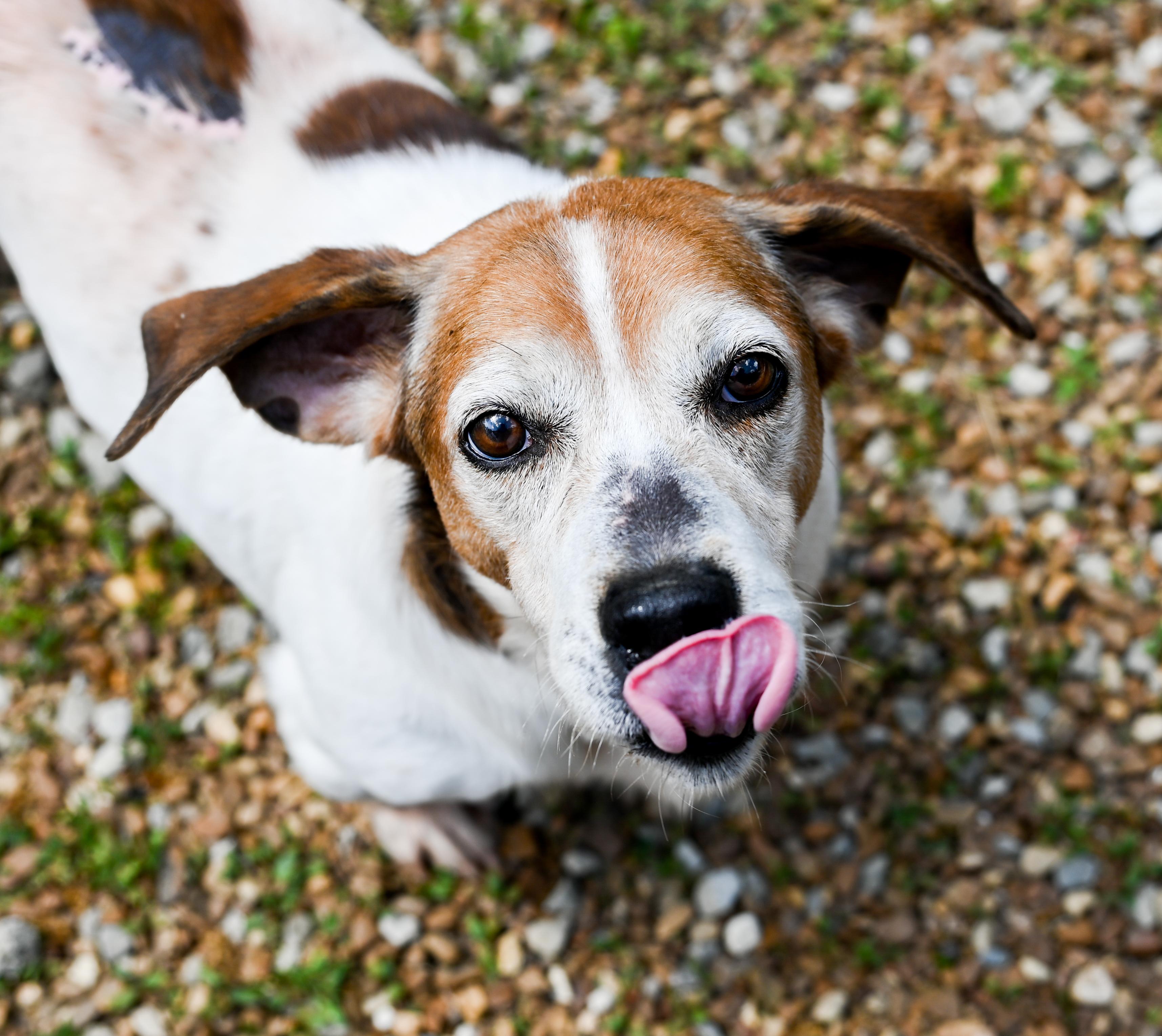 Enlarge Sam Elliott, a ADOPTABLE mixed breed in Chattanooga, TN image 4/6