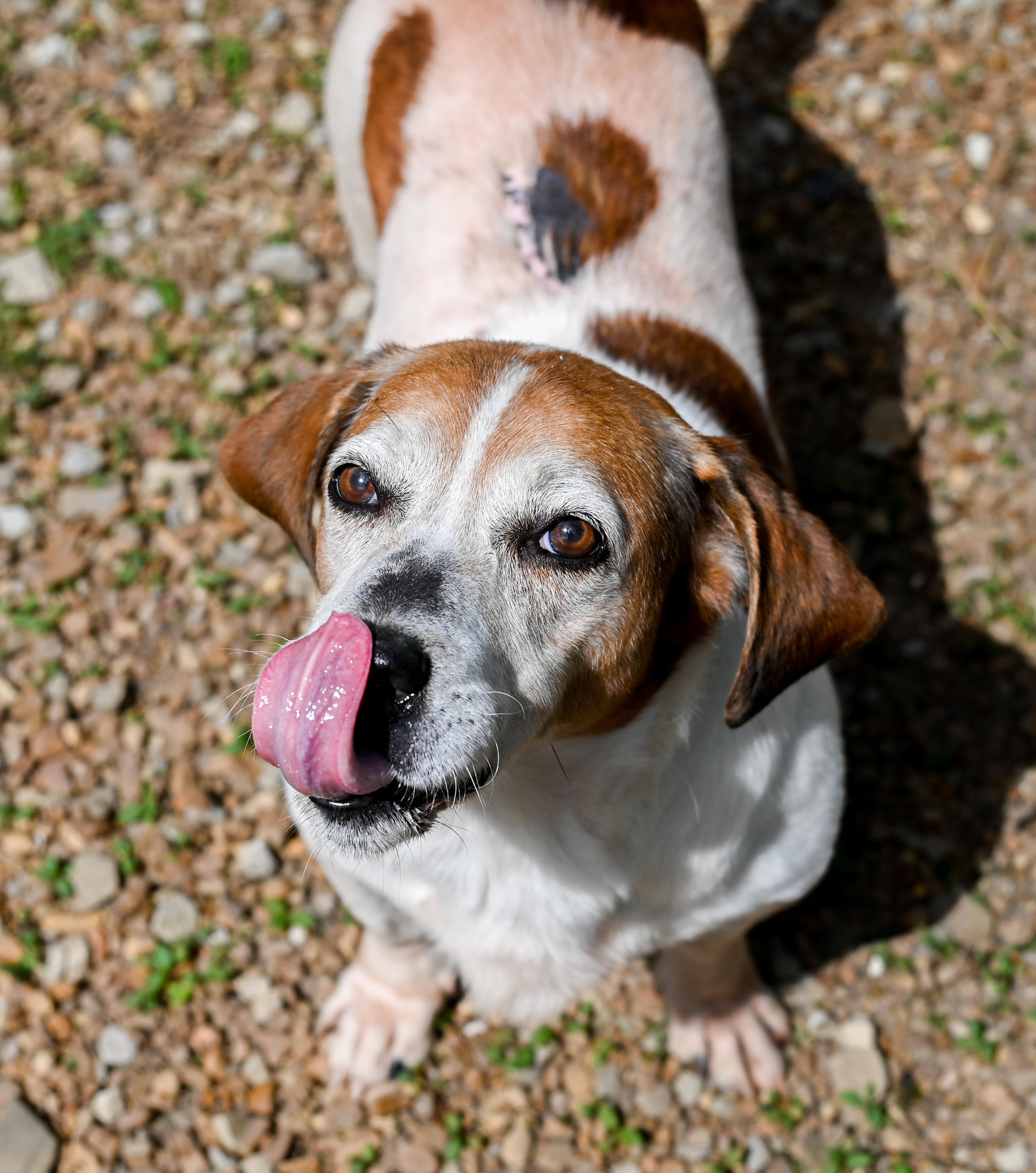 Enlarge Sam Elliott, a ADOPTABLE mixed breed in Chattanooga, TN image 2/6
