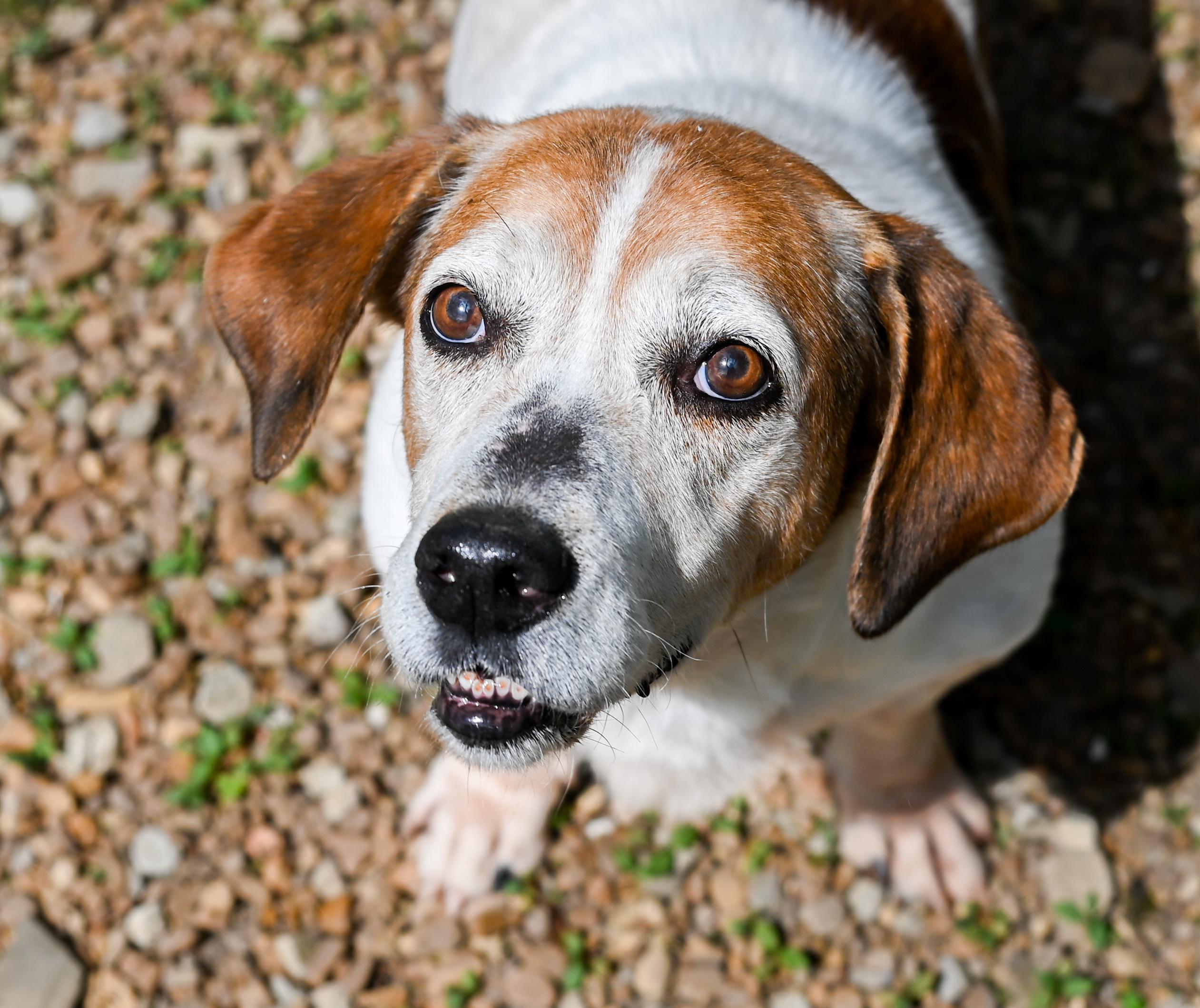 Enlarge Sam Elliott, a ADOPTABLE mixed breed in Chattanooga, TN image 3/6