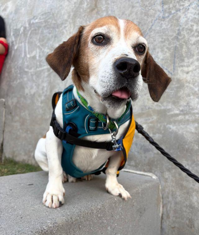 Sam Elliott, an adoptable mixed breed in Chattanooga, TN image 2/6