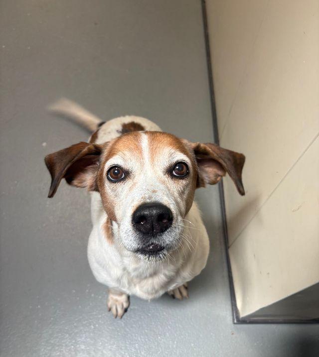 Sam Elliott, an adoptable mixed breed in Chattanooga, TN image 6/6