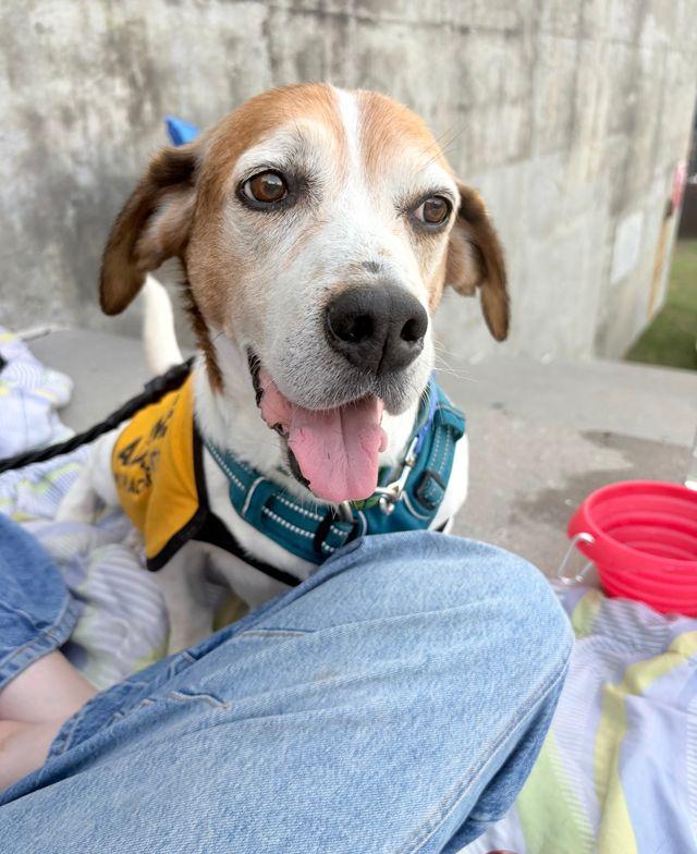 Sam Elliott, an adoptable mixed breed in Chattanooga, TN image 1/6
