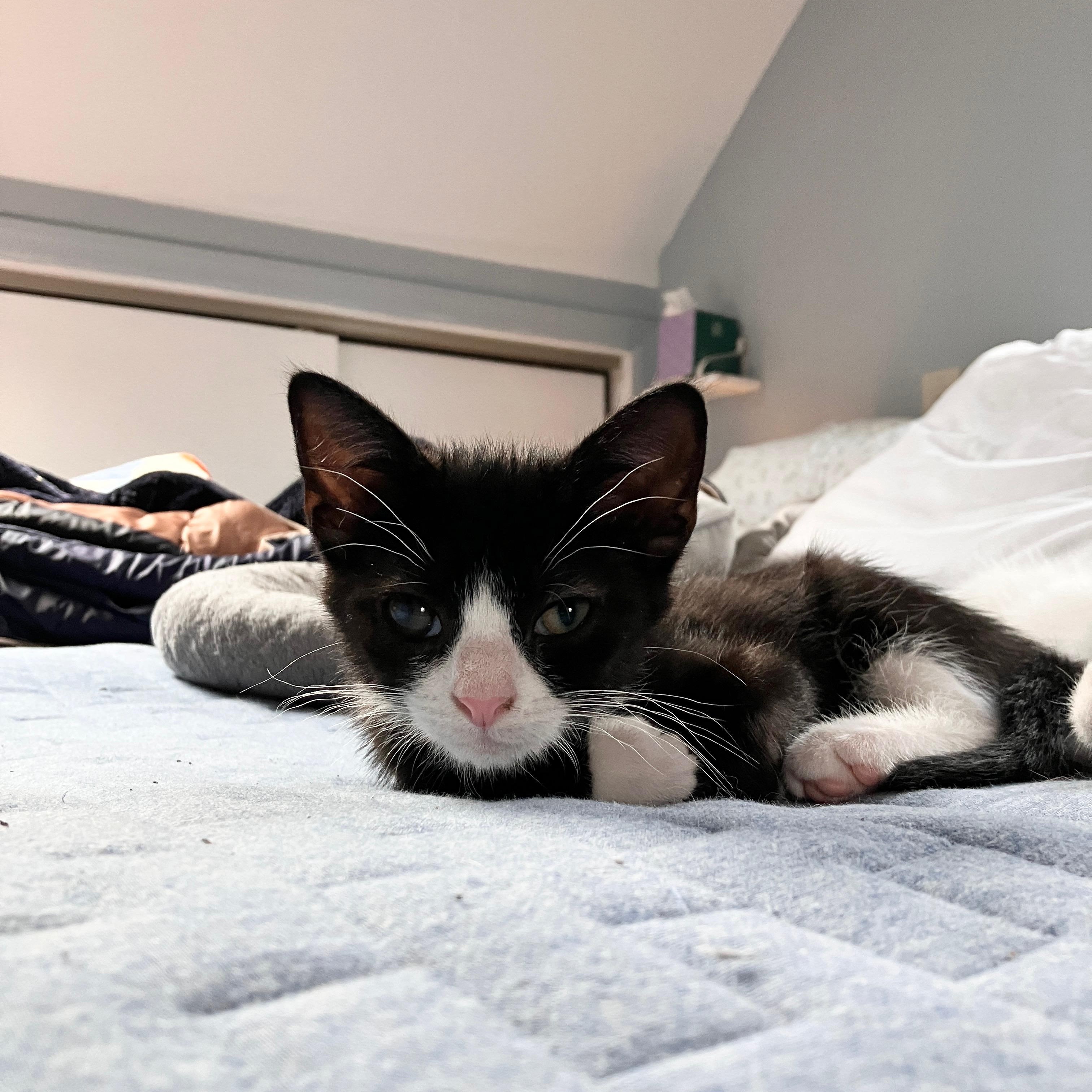 Marigold, Adoptable, Kitten Female Tuxedo & Domestic Short Hair.